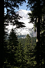 Looking at Mt. Rainier Through Trees photo thumbnail