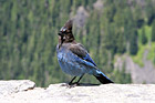 Blue Bird photo thumbnail