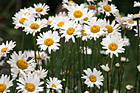 Daisy Flowers Up Close photo thumbnail