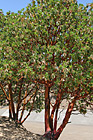 Madrone Trees photo thumbnail