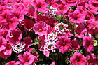 Pink & White Flowers Up Close photo thumbnail