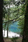 Lake Cresent Through Trees photo thumbnail