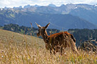 Deer Running photo thumbnail