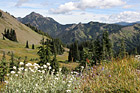Olympic Mountains Fields & Wildflowers photo thumbnail