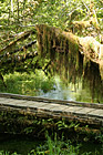 Hoh Rain Forest Bridge photo thumbnail