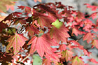 Red Fall Leaves photo thumbnail