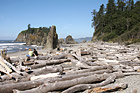 Logs & People on Ruby Beach photo thumbnail