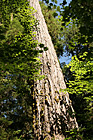 Looking up at a Big Sitka Spruce Tree photo thumbnail