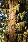 Moss on Sitka Spruce Tree photo thumbnail
