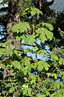 Green Leaves Close Up photo thumbnail