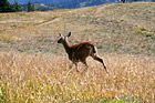 Deer Running in Field photo thumbnail