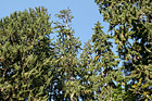 Looking Up at Sitka Spurce Trees photo thumbnail