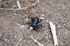 Black Beetle photo thumbnail