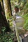 Hoh Rain Forest Trail photo thumbnail