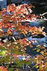 Fall Leaves & River photo thumbnail