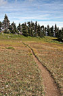 Hurricane Ridge Trail photo thumbnail