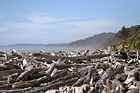 Logs on Kalaloch Beach photo thumbnail