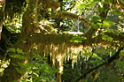 Hoh Rain Forest Moss photo thumbnail