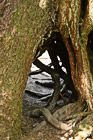 Hole in Tree Trunk photo thumbnail