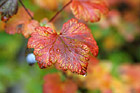Autumn Leaf & Water Drops photo thumbnail