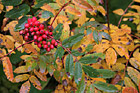 Autumn Leaves & Red Berries photo thumbnail