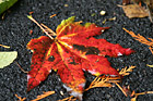 Bright Red Leaf photo thumbnail