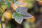 Green & Maroon Leaf photo thumbnail