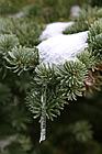 Ice & Snow on Tree Limb photo thumbnail