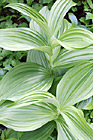 Corn Lilly photo thumbnail