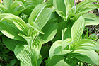 Corn Lilly Up Close photo thumbnail