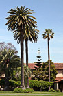Santa Clara Palm Trees at Mission Gardens photo thumbnail