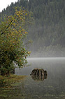 Stump Reflection photo thumbnail