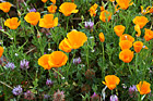Bright Orange Poppy Flowers photo thumbnail