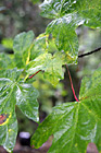 Green Leaves Up Close photo thumbnail