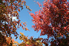 Red & Orange Colored Leaves on Trees photo thumbnail