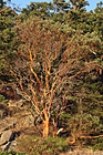 Tree on side of Cliff photo thumbnail