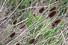 Brown Sticker Bush photo thumbnail