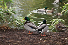 Ducks by a Pond photo thumbnail