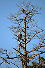 Bald Eagle on Tree Branch photo thumbnail