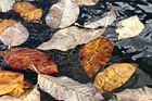 Leaves in Water photo thumbnail
