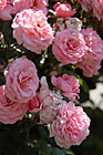 Pink Flowers photo thumbnail