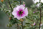 Purple Flower with Dark Purple Center photo thumbnail