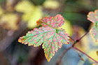 Green, Red, & Orange Leaf photo thumbnail