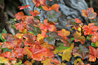 Red, Orange & Green Leaves photo thumbnail