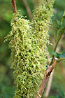 Green Moss on Branch photo thumbnail