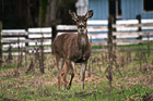 Deer Looking at the Camera photo thumbnail