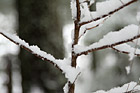 Close Up of Snow on a Tree Branch photo thumbnail