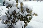 Snow on Green Bush photo thumbnail