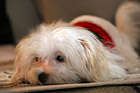 Maltese Puppy Laying on Carpet photo thumbnail