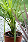 Plant in Pot photo thumbnail